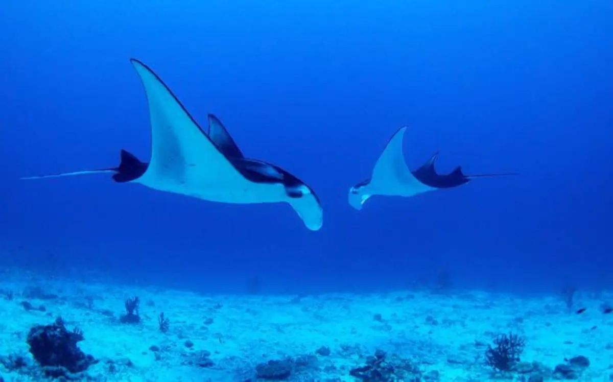 White Sandy Beach-Best Manta Snorkeling Tethi Eksteriør billede